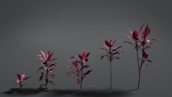 Cordyline Fruticosa VFX Grace
