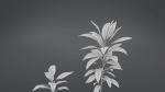Cordyline Fruticosa VFX Grace