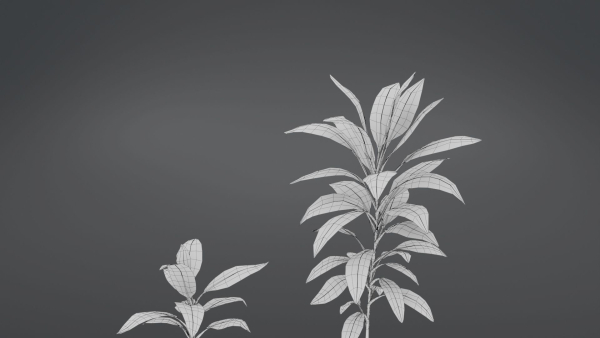 Cordyline Fruticosa VFX Grace
