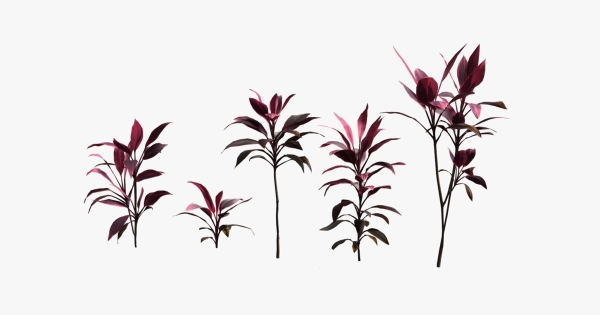 Cordyline Fruticosa VFX Grace