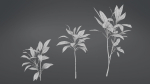 Cordyline Fruticosa VFX Grace