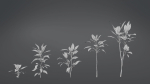 Cordyline Fruticosa VFX Grace