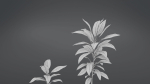 Cordyline Fruticosa VFX Grace
