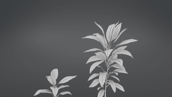 Cordyline Fruticosa VFX Grace