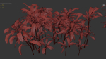 Cordyline rubra palm lily