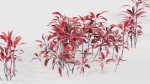 Cordyline rubra palm lily