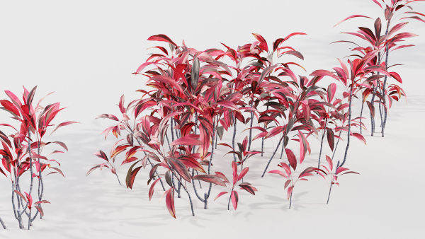 Cordyline rubra palm lily