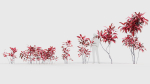 Cordyline rubra palm lily
