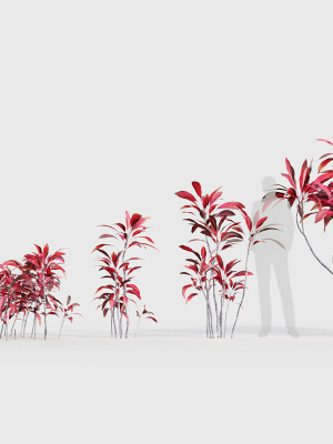 cordyline-rubra-palm-lily-3d-model-518e9b0381