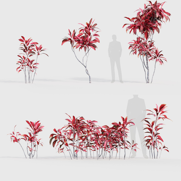 Cordyline rubra palm lily