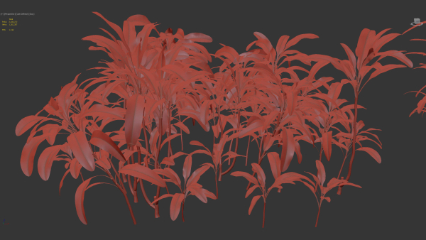 Cordyline rubra palm lily