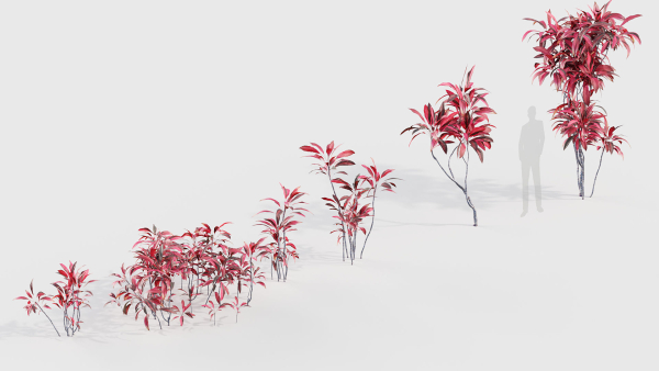 Cordyline rubra palm lily