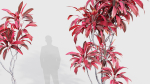 Cordyline rubra palm lily