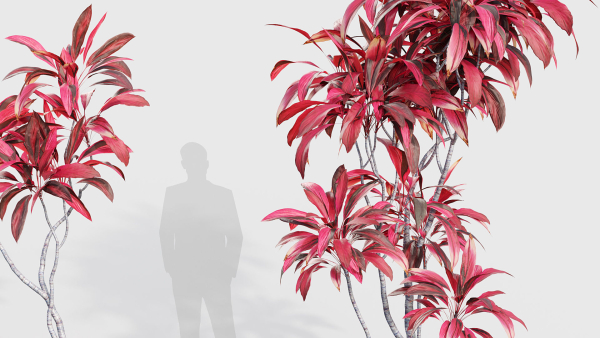 Cordyline rubra palm lily