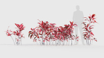 Cordyline rubra palm lily