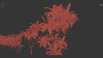 Cordyline rubra palm lily