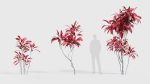 Cordyline rubra palm lily