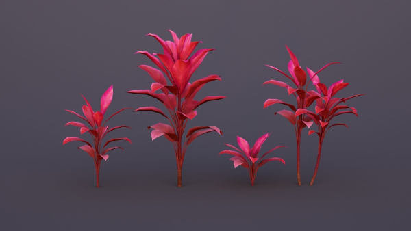 CordylineFruticosa group of plants