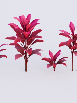 CordylineFruticosa group of plants