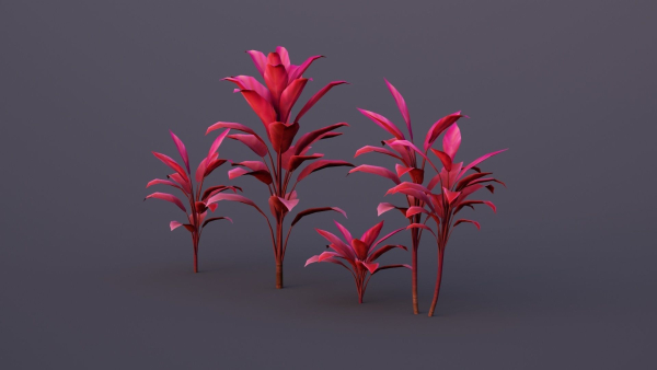 CordylineFruticosa group of plants