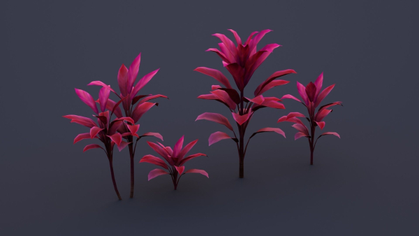 CordylineFruticosa group of plants