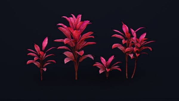 CordylineFruticosa group of plants