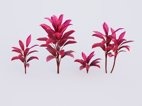 CordylineFruticosa group of plants
