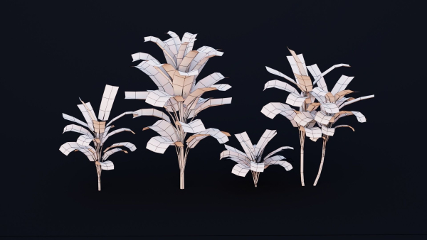 CordylineFruticosa group of plants