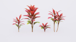 CordylineFruticosa Color2