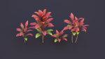 CordylineFruticosa Color2