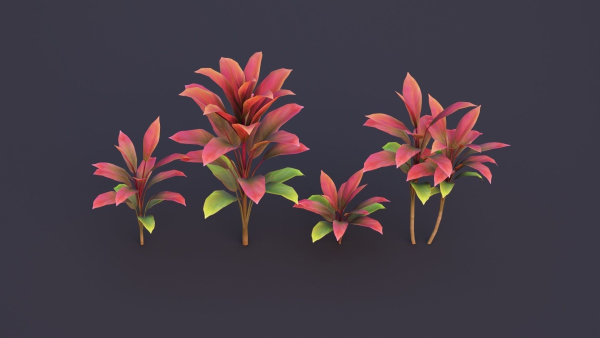 CordylineFruticosa Color2