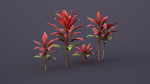 CordylineFruticosa Color2