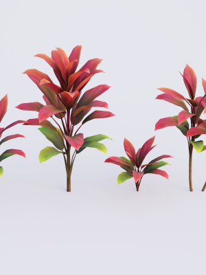 CordylineFruticosa Color2