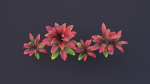 CordylineFruticosa Color2