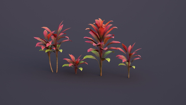 CordylineFruticosa Color2
