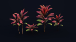 CordylineFruticosa Color2