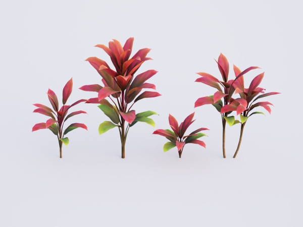 CordylineFruticosa Color2
