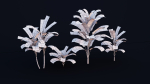 CordylineFruticosa Color2