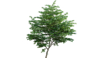 Cornus kousa -Chinese Dogwood - Kousa Dogwood