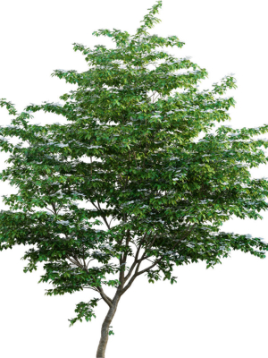cornus-kousa-chinese-dogwood-kousa-dogwood-3d-model-max-obj