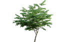 Cornus kousa -Chinese Dogwood - Kousa Dogwood