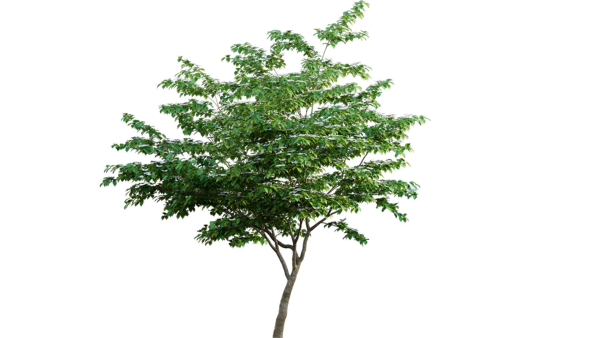 Cornus kousa -Chinese Dogwood - Kousa Dogwood