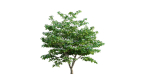 Cornus kousa -Chinese Dogwood - Kousa Dogwood