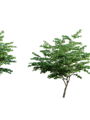 Cornus kousa -Chinese Dogwood - Kousa Dogwood