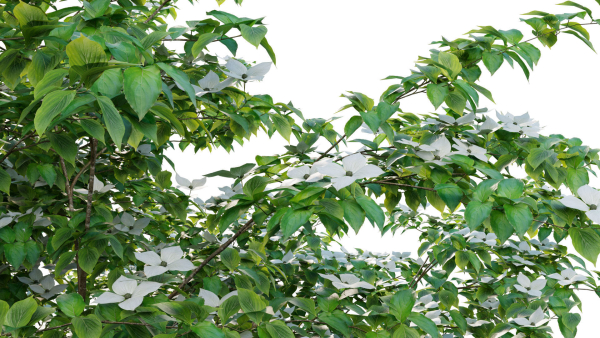 Cornus kousa -Chinese Dogwood - Kousa Dogwood