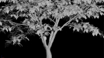 Cornus kousa -Chinese Dogwood - Kousa Dogwood