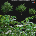 Cornus kousa -Chinese Dogwood - Kousa Dogwood