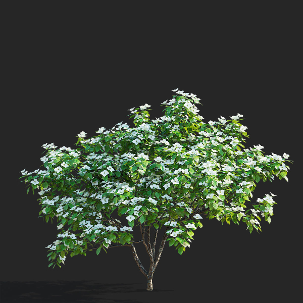 Cornus kousa tree