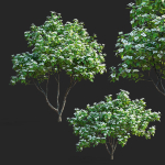 Cornus kousa tree