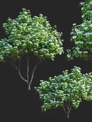 Cornus kousa tree